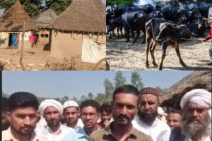 देहरादून/जसपुर, 16 दिसंबर 2025 (समय बोल रहा) – उत्तराखंड के आरक्षित वन क्षेत्रों में बाहरी राज्यों से आए वन गुर्जरों की बढ़ती आबादी और उनके स्थायी बसने के तरीके को लेकर राज्य में एक बार फिर भूचाल आ गया है। सामाजिक संगठनों और स्थानीय निवासियों ने वन विभाग की ढिलाई और प्रशासनिक मिलीभगत पर गंभीर सवाल खड़े किए हैं, जिसके कारण डेमोग्राफी परिवर्तन, सरकारी वन भूमि पर व्यापक अतिक्रमण और राष्ट्रीय सुरक्षा तक के लिए चिंताएं बढ़ गई हैं। मुख्यमंत्री धामी के वादे को देखते हुए, प्रशासन को इस पूरे मामले पर कड़ी निगरानी और कठोर कानूनी कार्रवाई करने की तत्काल आवश्यकता है। जसपुर का चौंकाने वाला मामला: 5 की अनुमति पर 500 परिवार स्थानीय संगठनों और कार्यकर्ताओं द्वारा जसपुर विधानसभा क्षेत्र की स्थिति को सबसे विस्फोटक बताया गया है। प्राप्त जानकारी के अनुसार, जसपुर विधानसभा के वन क्षेत्रों में शुरुआत में केवल 5 वन गुर्जर परिवारों को ही अस्थाई प्रवास की स्वीकृति दी गई थी, परंतु आज यहाँ 500 से अधिक परिवार अवैध रूप से बस गए हैं। स्थानीय स्रोतों का दावा है कि ये परिवार मुख्य रूप से आसपास के वन क्षेत्र में निवास करते हैं, परंतु इनके जन्म प्रमाण पत्र सहित कई दस्तावेज आबादी वाले क्षेत्रों के गाँवों जैसे करनपुर, पतरामपुर, भोगपुर, टांडा, और शिवराजपुर के पतों पर बने हुए हैं। यह गंभीर धांधली सरकारी कर्मचारियों की भी मिलीभगत की ओर इशारा करती है। ये परिवार यहाँ के स्थायी निवासी न होते हुए भी, मिलीभगत और लालच के माध्यम से न केवल स्थानीय राशन कार्ड और स्थायी निवास प्रमाण पत्र प्राप्त करने में सफल रहे हैं, बल्कि कई व्यक्तियों ने तो इसी फर्जी पते के आधार पर पासपोर्ट भी बनवा लिए हैं और विदेश तक चले गए हैं। इन गतिविधियों से स्पष्ट है कि ये परिवार सुनियोजित तरीके से जंगलों की जनसांख्यिकी (Demography) को बदलने में लगे हुए हैं, जिसका दूरगामी असर पर्यावरण और स्थानीय सामाजिक संरचना पर पड़ सकता है। फिलहाल इन सभी मामलों की कोई जानकारी पुलिस और वन विभाग को नहीं है। हिमाचल, यूपी और कश्मीर से अवैध घुसपैठ का आरोप सामाजिक संगठनों का आरोप है कि हिमाचल प्रदेश, उत्तर प्रदेश और कश्मीर क्षेत्र से आए कुछ वन गुर्जर परिवारों ने उत्तराखंड के तराई और पहाड़ी वन क्षेत्रों में अपने अस्थायी डेरों को अब स्थायी बसावटों में बदल दिया है। आरोप है कि इन्होंने वन विभाग की प्रशासनिक खामियों का लाभ उठाया और अवैध तरीके से सरकारी वन भूमि पर कब्जे किए। विस्थापन और वन्यजीव सुरक्षा पर सवाल विस्थापन के आंकड़ों पर विवाद: राजाजी टाइगर रिजर्व और कॉर्बेट टाइगर रिजर्व से विस्थापन प्रक्रिया के दौरान भी परिवारों की संख्या को लेकर विवाद सामने आए थे। कार्यकर्ताओं का दावा है कि 1998 के सर्वे में दर्ज सीमित संख्या विस्थापन के समय कई गुना बढ़ गई, जिससे विस्थापन पैकेज का दुरुपयोग हुआ। कुछ मामलों में विस्थापन पैकेज के तहत मिली भूमि और धनराशि को बाहरी लोगों को बेचने के आरोप भी सामने आए हैं। शिकार और तस्करी: वन विभाग के पूर्व अधिकारियों के कार्यकाल में कुछ व्यक्तिगत मामलों का हवाला देते हुए वन्यजीव शिकार और तस्करी (हाथी दांत, बाघ की खाल) में संलिप्तता के आरोप भी लगाए गए हैं, हालांकि ये मामले व्यक्तिगत हैं, लेकिन इनसे वन्यजीव सुरक्षा को लेकर गंभीर चिंताएं बढ़ी हैं। सीमावर्ती क्षेत्रों तक आवाजाही: यह भी आरोप है कि कुछ वन गुर्जर परिवार अपने पशुओं के साथ संवेदनशील और सीमावर्ती वन क्षेत्रों तक पहुँच रहे हैं, जहाँ जैव विविधता और राष्ट्रीय सुरक्षा से जुड़े पहलू महत्वपूर्ण हैं। वन विभाग का कड़ा रुख: डॉ. धकाते ने दिए सख्त कार्रवाई के निर्देश वन विभाग में अतिक्रमण हटाओ अभियान के नोडल अधिकारी और मुख्य वन संरक्षक डॉ. पराग मधुकर धकाते ने इस संबंध में विभाग का पक्ष स्पष्ट किया। उन्होंने बताया कि सभी वन प्रभागों से रिपोर्ट प्राप्त हो चुकी है और सत्यापन का कार्य तेजी से चल रहा है। डॉ. धकाते ने कहा: "वैध और अवैध कब्जेदारों का सत्यापन किया जा रहा है। यदि किसी परिवार के पास निर्धारित सीमा से अधिक भूमि पाई जाती है या अवैध खरीद-बिक्री के प्रमाण मिलते हैं, तो वन अधिनियम के तहत सख्त कानूनी कार्रवाई की जाएगी।" वन विभाग का कहना है कि वे जीपीएस और सैटेलाइट इमेजरी के माध्यम से अतिक्रमण की पहचान कर रहे हैं, और कानून के अनुसार कार्रवाई की जाएगी। फिलहाल, वन गुर्जरों से जुड़े ये सभी संवेदनशील मुद्दे जांच और सत्यापन की प्रक्रिया में हैं। स्थानीय संगठनों और वन विभाग के बीच सहयोग और सख्त निगरानी ही इन गंभीर चुनौतियों का एकमात्र समाधान है।