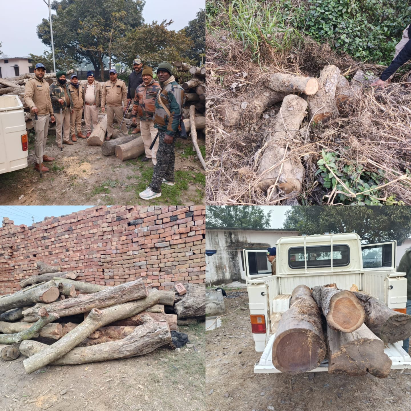 जसपुर, 01 जनवरी 2026 (समय बोल रहा) – नए साल के पहले ही दिन, जहाँ दुनिया उत्सव मना रही थी, वहीं वन सुरक्षा विभाग ने लकड़ी तस्करों के खिलाफ एक बड़ा अभियान चलाकर उनके मंसूबों पर पानी फेर दिया। तराई पश्चिम वन प्रभाग रामनगर के अंतर्गत पतरामपुर रेंज की टीम ने बीट शिवराजपुर के केसरी गणेशपुर में एक घर पर छापा मारकर भारी मात्रा में अवैध लकड़ी बरामद की है। दबिश के दौरान घर में छिपा मिला अवैध खजाना वन विभाग की SOG और सुरक्षा टीम को गुप्त सूचना मिली थी कि केसरी गणेशपुर में अवैध लकड़ी का बड़ा जखीरा छिपाया गया है। सूचना मिलते ही टीम ने कुलदीप पुत्र बाबूराम के घर की घेराबंदी की और तलाशी अभियान शुरू किया। तलाशी के दौरान घर के परिसर से साल, सागौन और फागुन जैसी प्रतिबंधित प्रजातियों की लकड़ी के लगभग 8 से 10 क्विंटल गिल्टे बरामद किए गए। वन विभाग की 'टाइगर' टीम ने संभाला मोर्चा इस बड़ी कार्रवाई का नेतृत्व विपिन पटेलिया ने किया। टीम में शामिल वन सुरक्षा कर्मी अजय कुमार, मनमोहन, रघुवीर सिंह राजवार, गंगा सिंह और प्रेम चालक ने मुस्तैदी दिखाते हुए पूरी लकड़ी को जब्त किया। मौके पर बीट में कार्यरत वन अधिकारी स्वतंत्र कुमार भी मौजूद रहे, जिन्होंने बरामदगी की कागजी औपचारिकताएं पूरी कीं। कल होगी चालान और कानूनी कार्रवाई वन विभाग के अधिकारियों के अनुसार, बरामद लकड़ी को फिलहाल सुरक्षित स्थान पर रखवा दिया गया है। चूंकि आज केवल जब्ती की कार्रवाई की गई है, इसलिए आरोपी के खिलाफ वन अधिनियम की धाराओं के तहत चालान की प्रक्रिया कल यानी शुक्रवार को अमल में लाई जाएगी। विभाग यह भी जांच कर रहा है कि इस तस्करी के पीछे कोई बड़ा सिंडिकेट तो काम नहीं कर रहा है। तस्करों के खिलाफ जीरो टॉलरेंस वन सुरक्षा विभाग ने स्पष्ट कर दिया है कि वनों की कटान और अवैध तस्करी को किसी भी कीमत पर बर्दाश्त नहीं किया जाएगा। साल के पहले ही दिन हुई इस बड़ी कार्रवाई ने उन तस्करों को सख्त संदेश दिया है जो त्योहारों और छुट्टियों का फायदा उठाकर जंगलों को नुकसान पहुँचाने की फिराक में रहते हैं। इस कार्रवाई के बाद से ही क्षेत्र के अन्य अवैध कारोबारियों में दहशत का माहौल है।