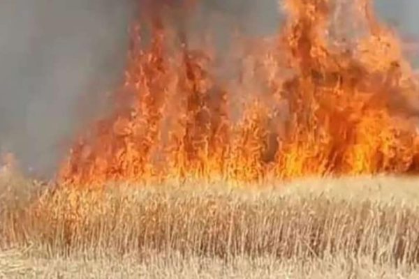 6628eed2b839a wheat crop burning 24364956 16x9 1